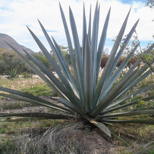 Arroqueño Lote 0923, 1 Litro, granel