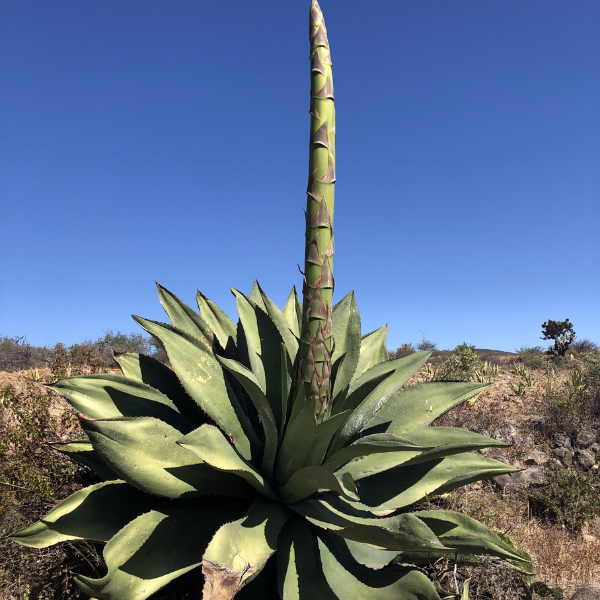 TEPEZTATE lote 0323, 1 litro, granel